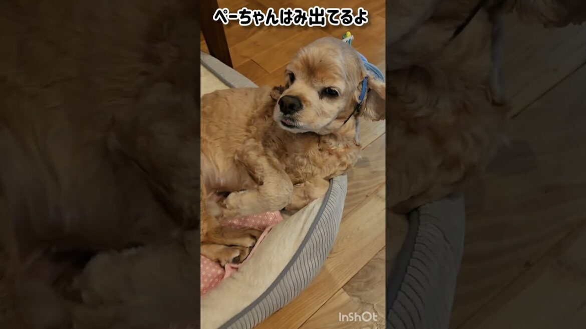 仲良しコンビとボール犬 #shorts #トイプードル #アメリカンコッカースパニエル #キャバリアキングチャールズスパニエル