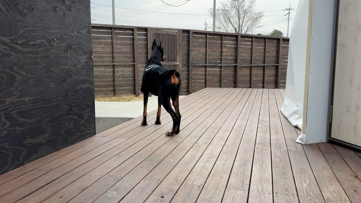 パパに置き去りにされ永久に待ち続けるドーベルマン パパに置き去りにされ永久に待ち続けるドーベルマン