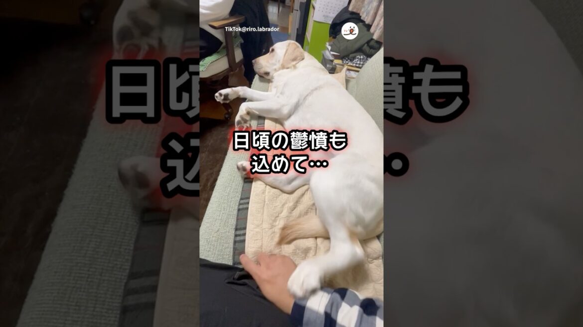 溜めて〜蹴る！！！｜PECO