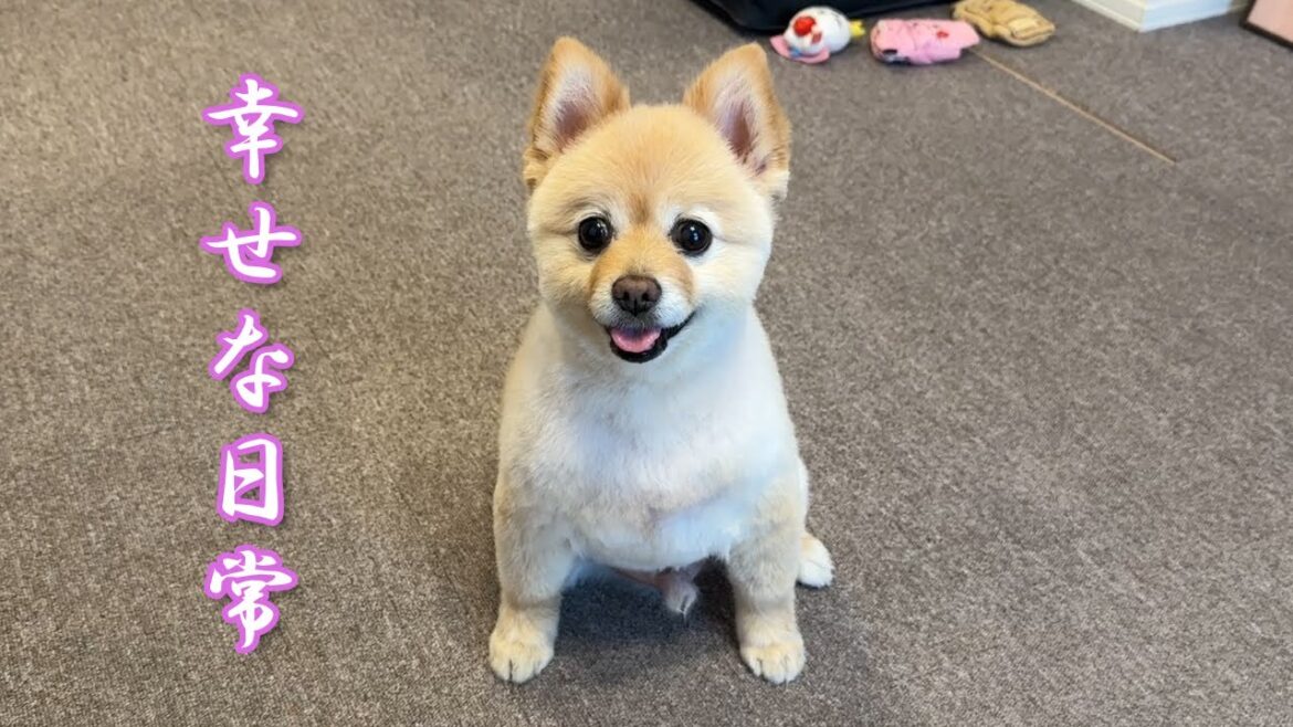 新婚夫婦と愛犬の幸せな日常がこちら