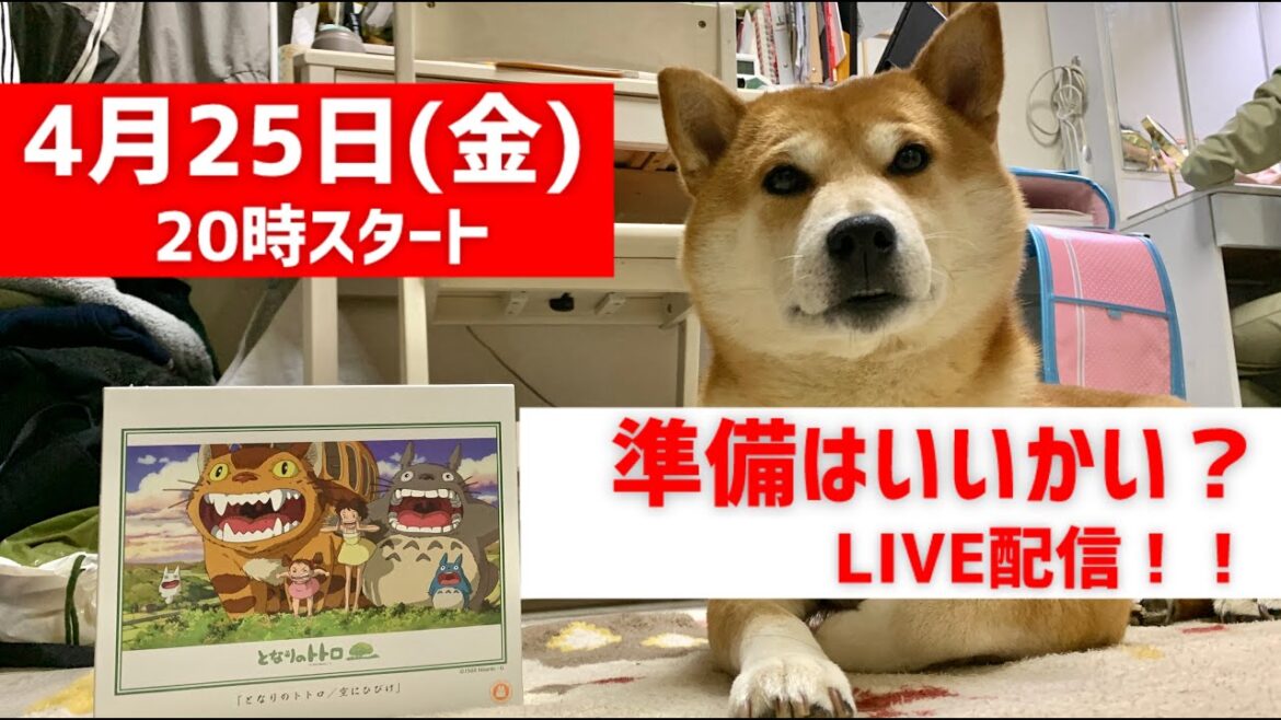 やるぞ？準備はいいかい？柴犬こむぎと○○LIVE配信！！