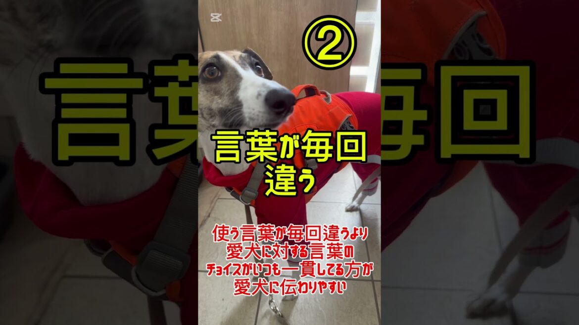 愛犬の為になってる！？愛犬の為になって無いかもしれない事3選　#犬　#犬のいる生活  #愛犬　#ウィペット　​⁠​⁠​⁠@借金ドッグランのPちゃん