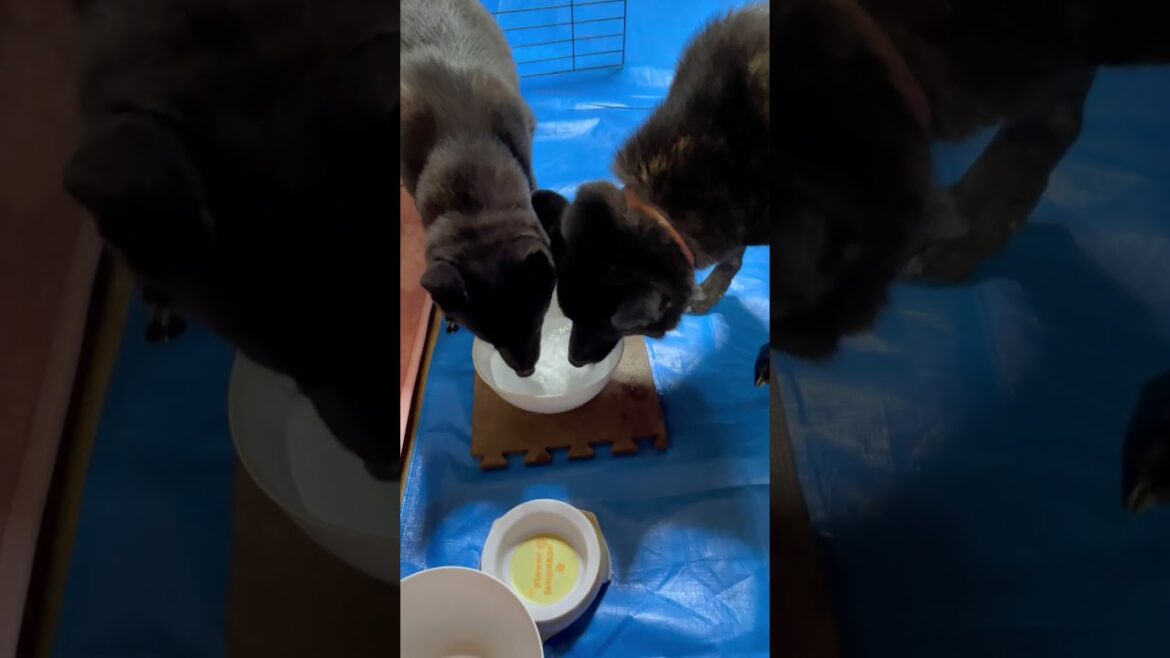【甲斐犬】走って遊んで帰ったら、みんなで水ガブ飲み！