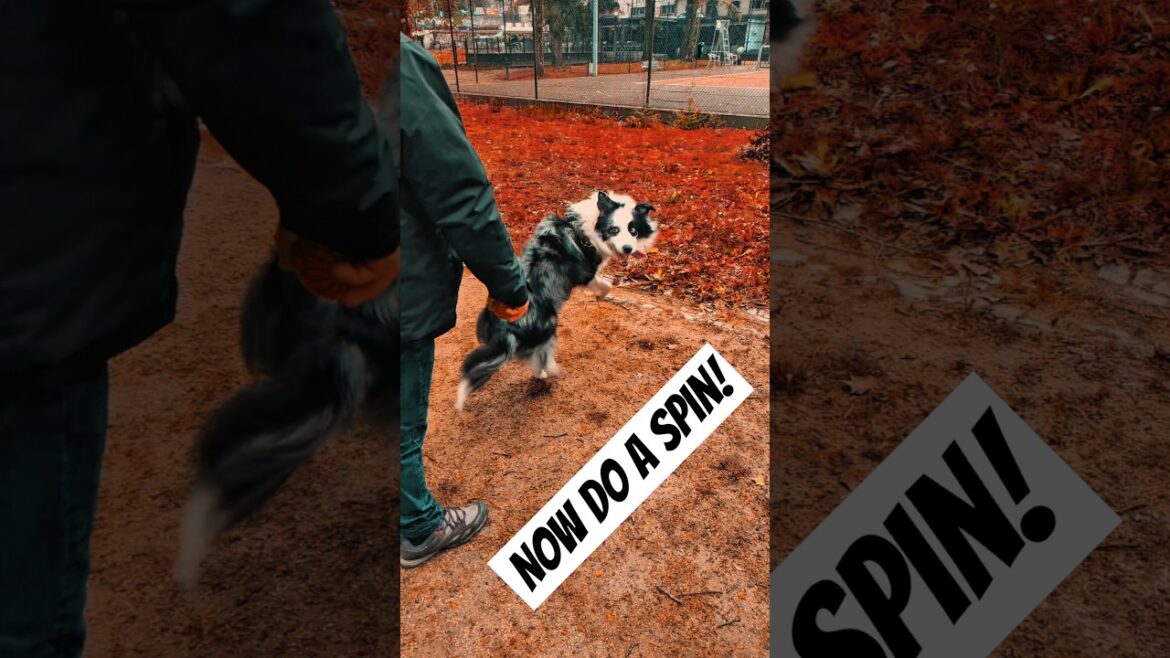 CAN HE REVERSE SPIN?!