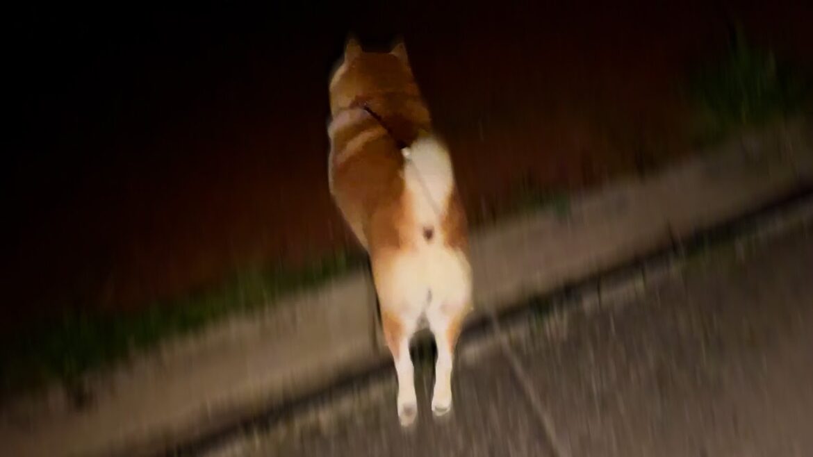 柴犬のミッション前とミッション後の移動速度の違い