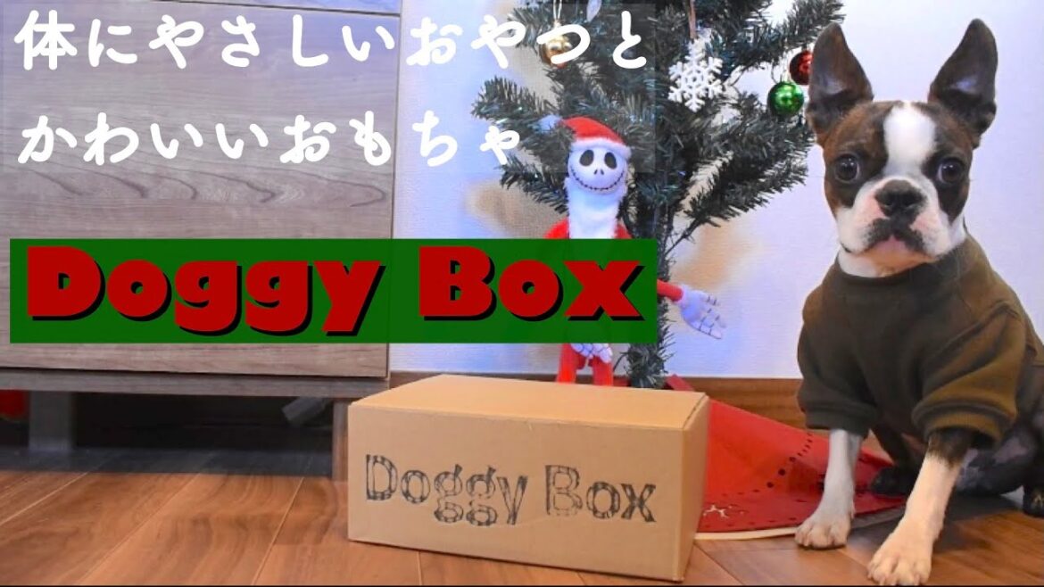 【Doggy Box】ボストンテリアとちょっと早いクリスマスを味わう【開封】