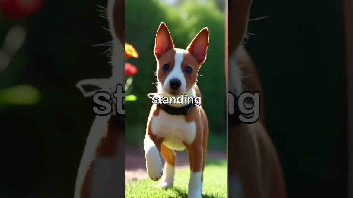 50  Basenji Dog