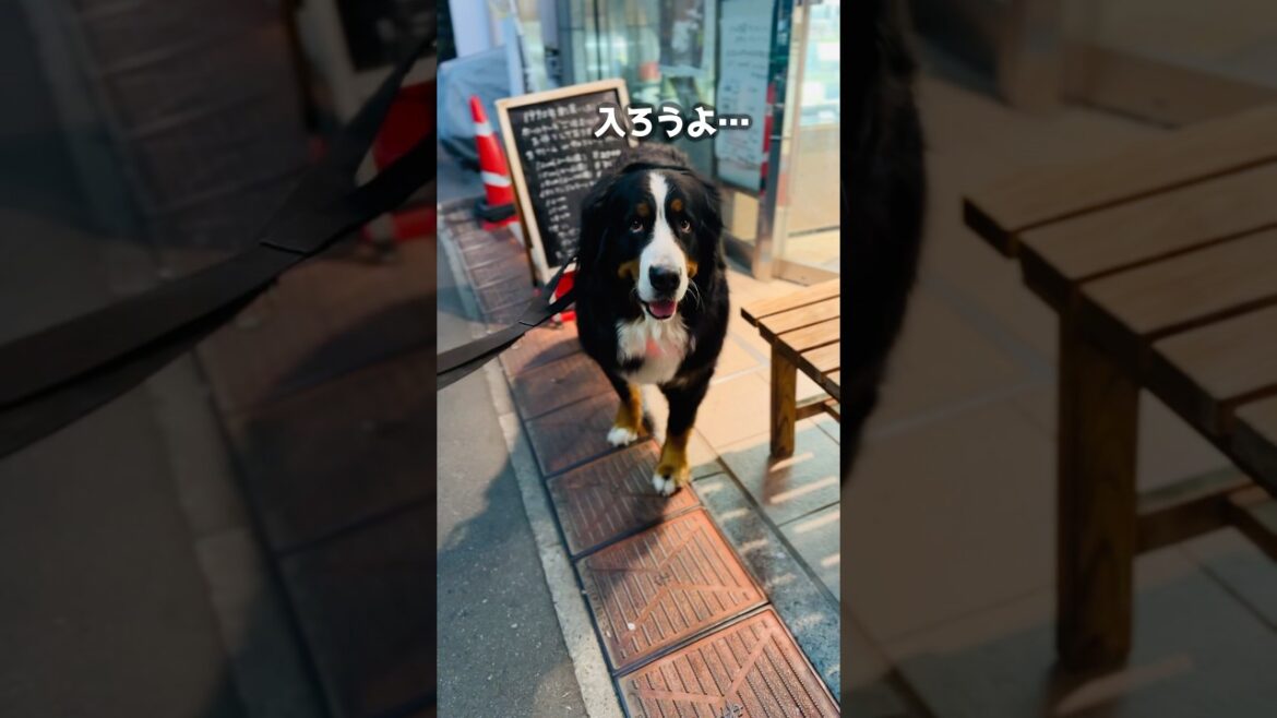 【お散歩の日常】入れないお店がどうしても気になるバーニーズ🐾