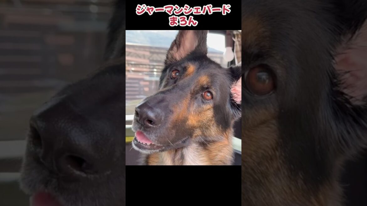 【かわいい🩷シェパード】 #germanshepherd #大型犬のいる生活 #ジャーマンシェパード #犬のいる生活 #gsd #shorts