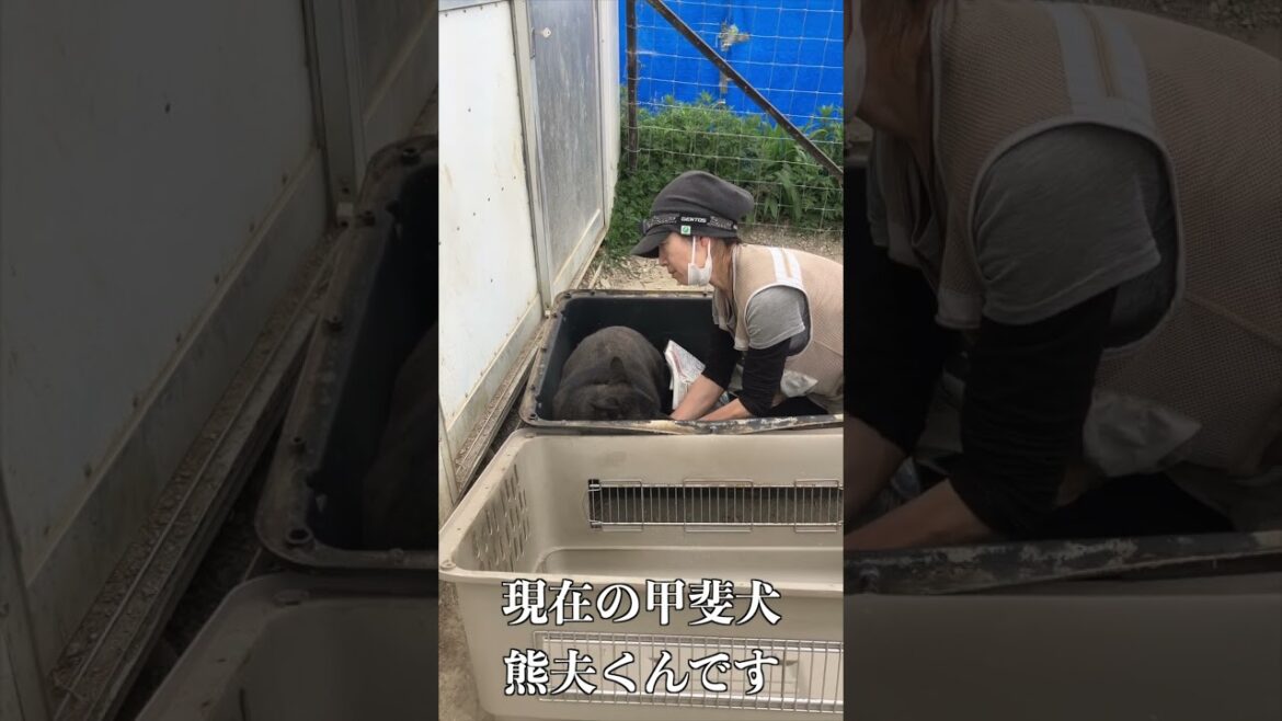 【無断訪問禁止】現在の甲斐犬「熊夫くん」 【無断訪問禁止】現在の甲斐犬「熊夫くん」