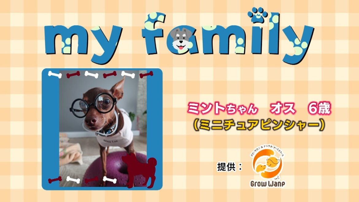 my family  #8 #ミントちゃん  #ミニチュアピンシャー #animals #dog
