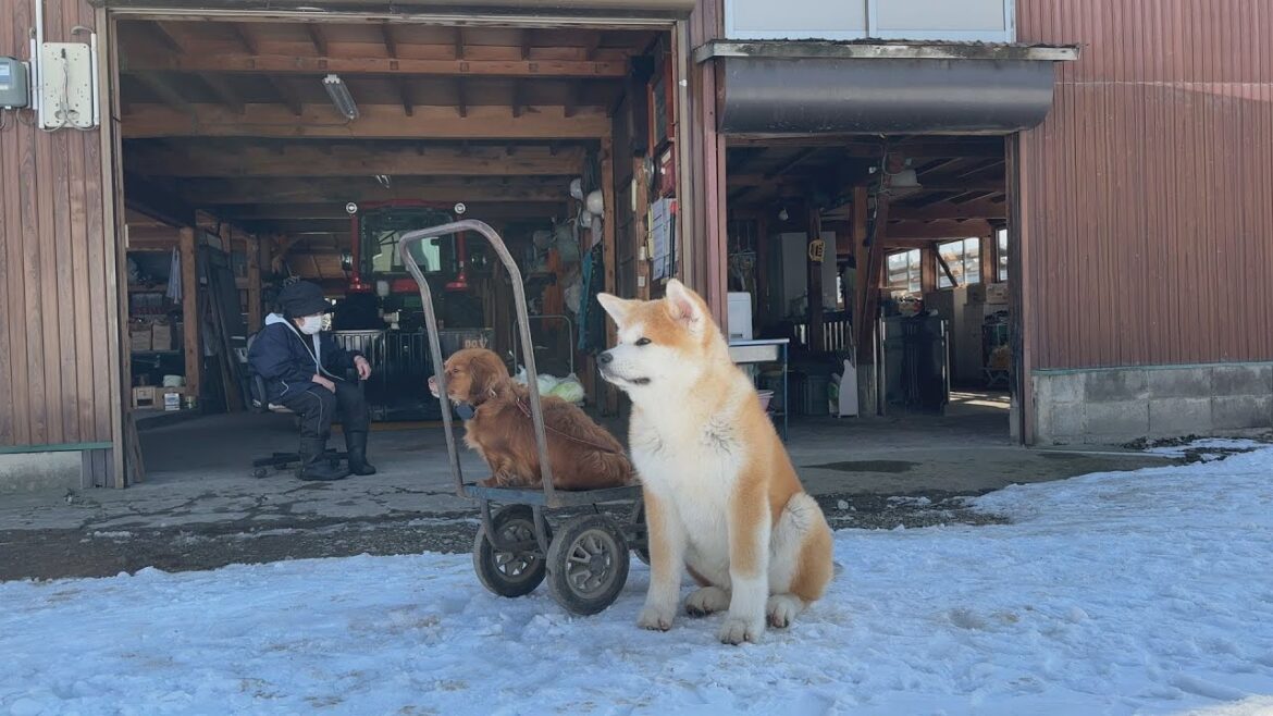 ばあちゃんと秋田犬の源太のほんわかな日常