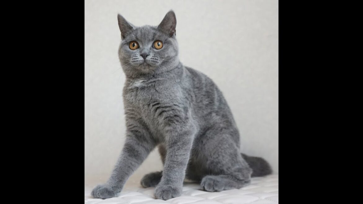 ブリティッシュショートヘアー子猫　British Shorthair　2024.10.1産まれ　ブルータビー　女の子　シーダキャット猫のお店