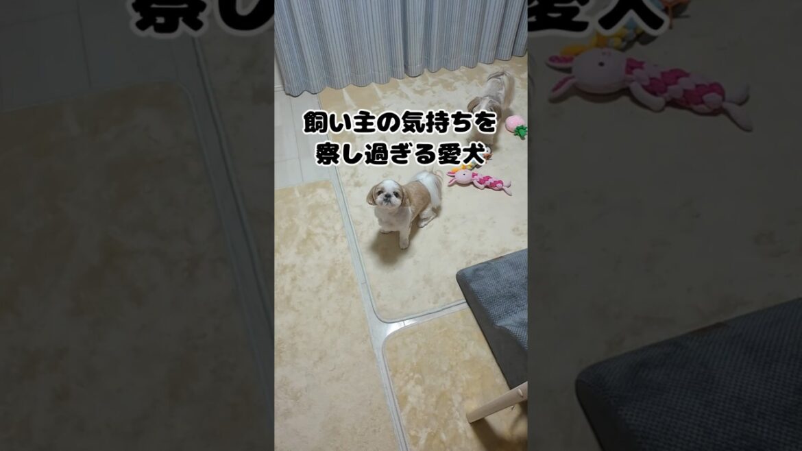 飼い主の気持ちを察しすぎる愛犬【シーズー】