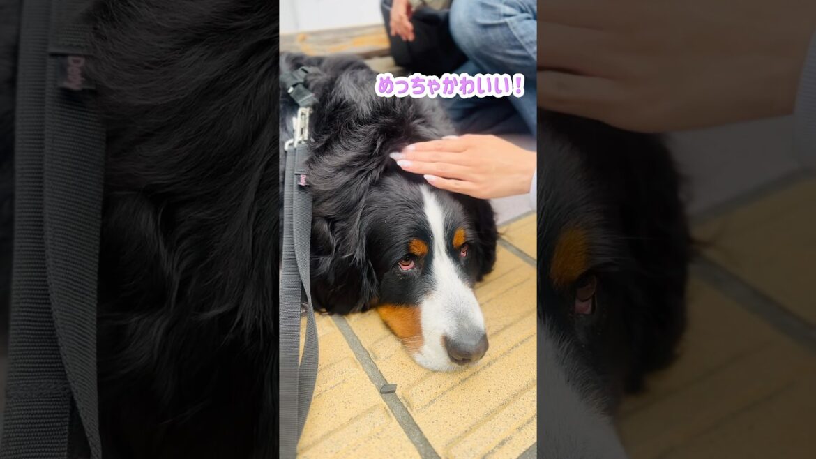 大好きなカレー屋さんの前で可愛がってもらったバーニーズ🐾