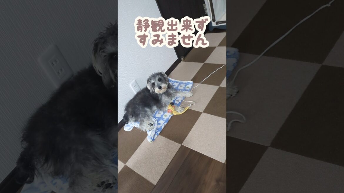 ひとりで静かにあそぶミニシュナ #miniatureschnauzer #schnauzer #dog #ミニチュアシュナウザー #シュナウザー #犬のいる暮らし