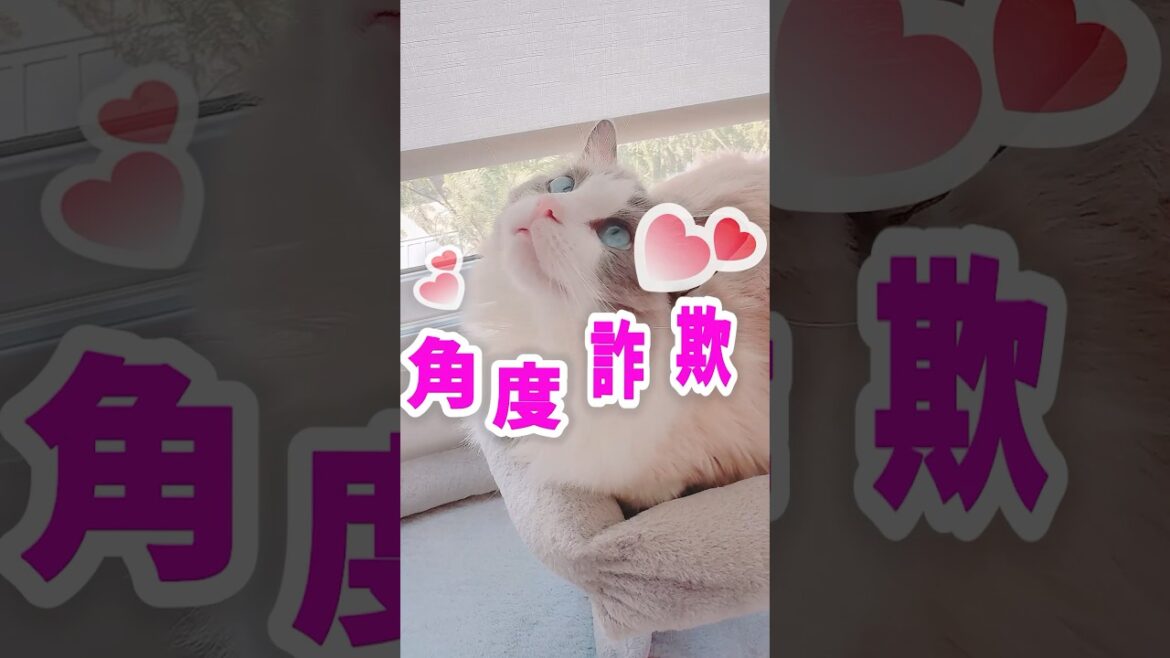 下から撮るとだいたいブスでも上から撮れば角度詐欺 #shorts #猫 #cat