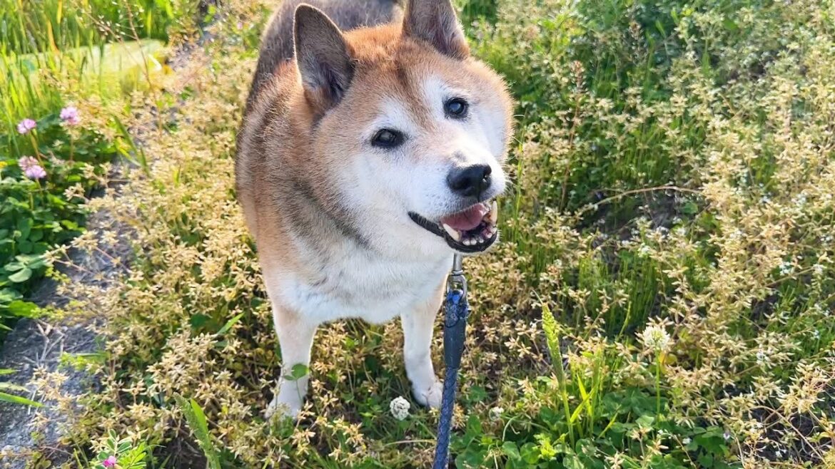 犬猫大家族のリーダー柴犬が13歳のお誕生日です