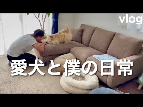 この遊びが大好き!愛犬と日常。レイクランドテリア この遊びが大好き!愛犬と日常。レイクランドテリア