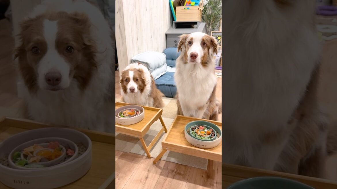 犬達の手作りトッピングごはんまとめ😋🍴【ボーダーコリー・オーストラリアンシェパード】#shorts