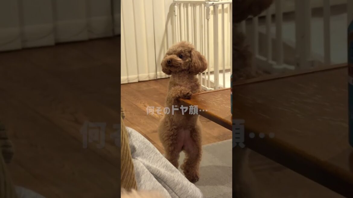 ちゃんと出た！子供みたいに報告しに来るトイプードルのドヤ顔 #dog #toypoodle