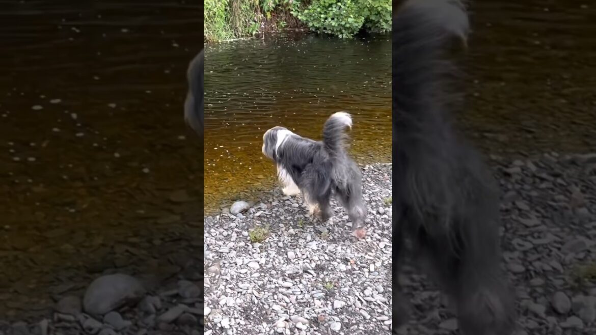 🤔Which is a happy dog day? #dog #beardedcollie #colliedog #shorts #dogshorts