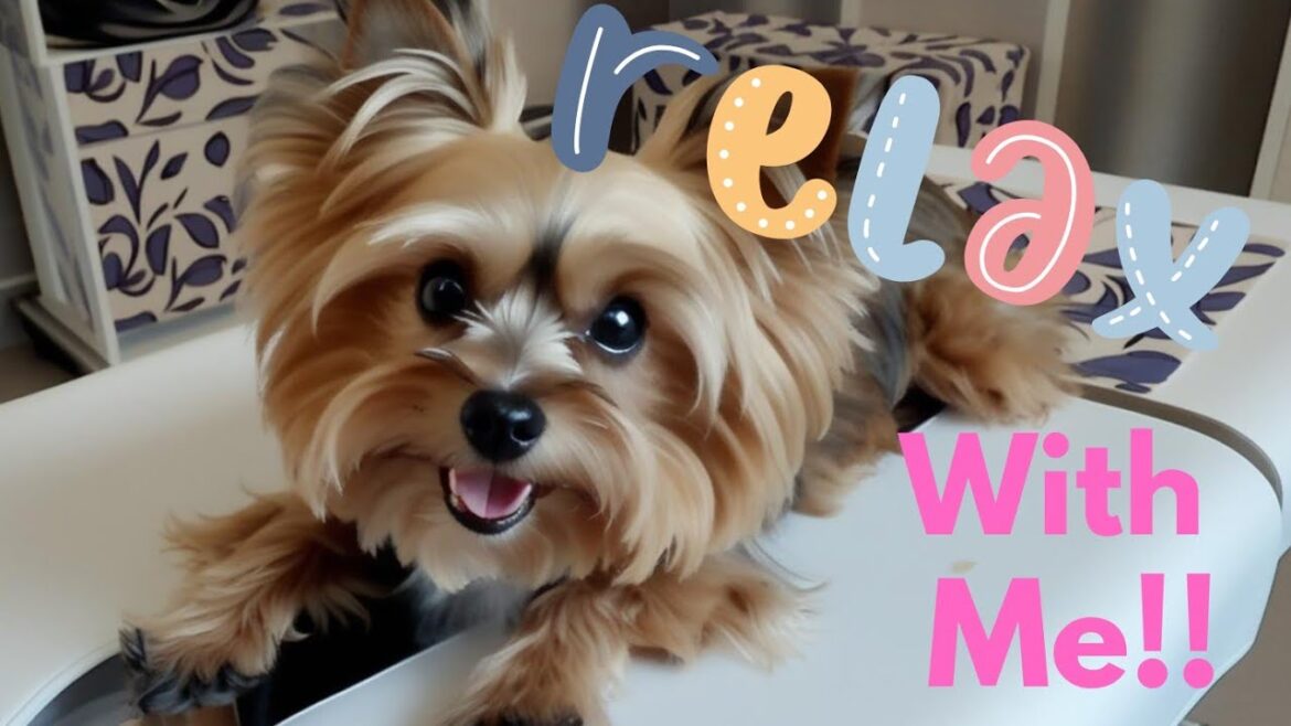 “Yorkie Massage | Peanut’s Pampered Moment!”