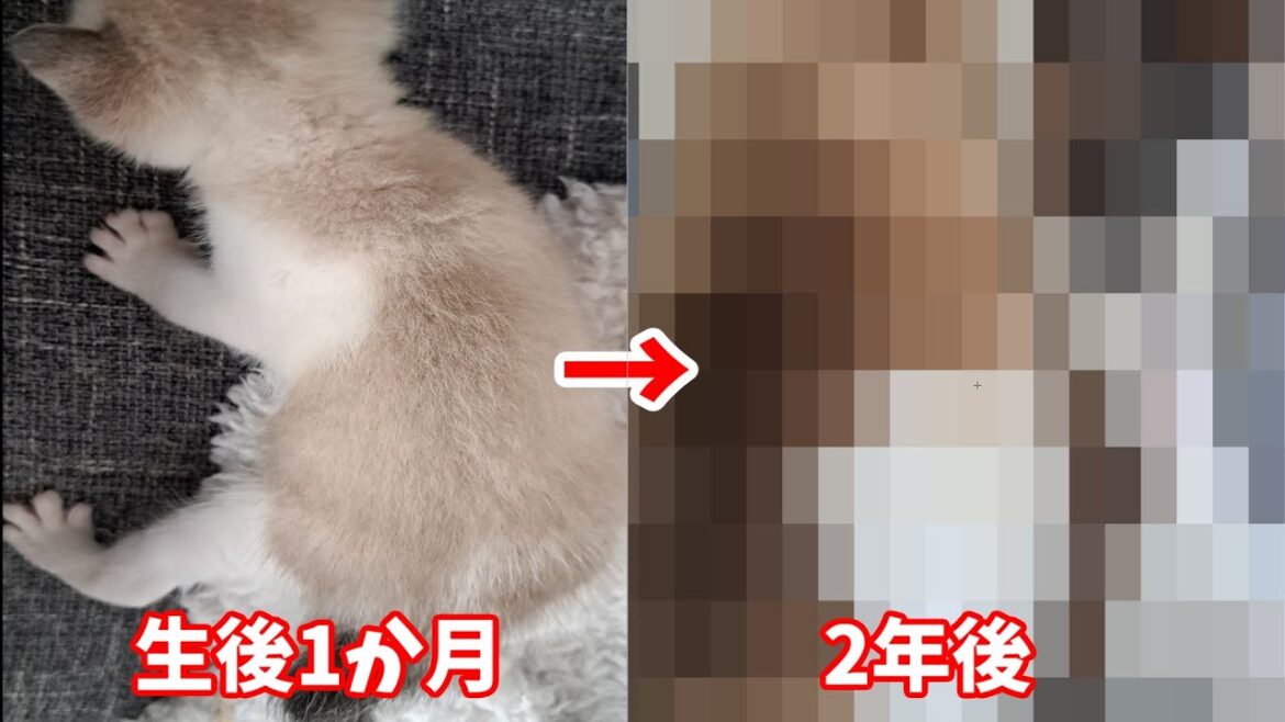 シャム猫風子猫が2年後まさかの姿にｗｗｗ