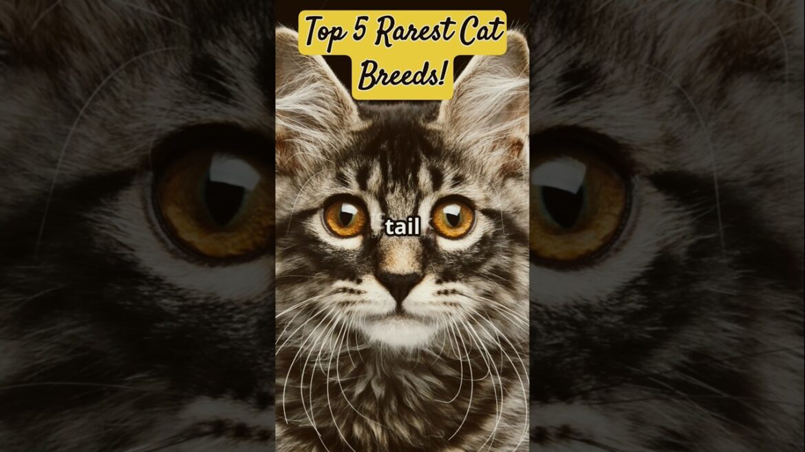 Discover the Top 5 Rarest Cat Breeds Worldwide!#shorts #subscribe