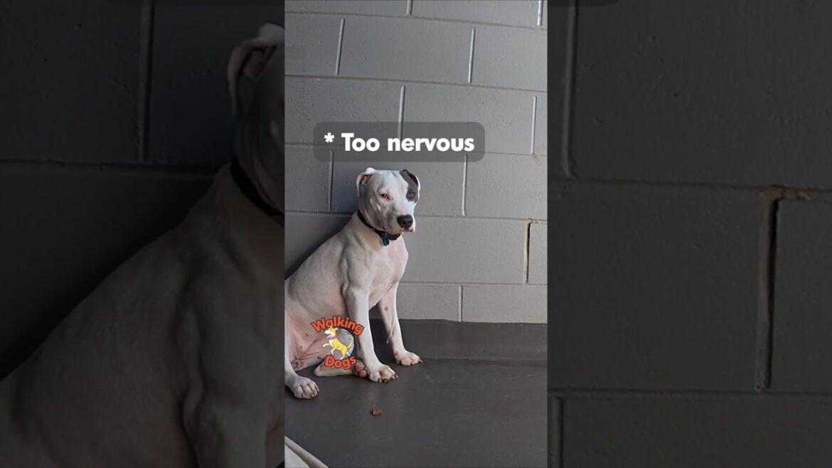 Walking With Dogs - Kennel Time - Miss Charlotte #dogvideos #dogadoption #amstaff #rspca #puppy #shy