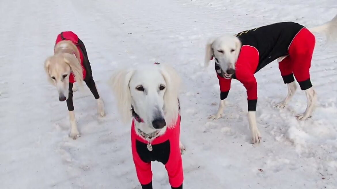 ぽんちゃん！長旅！！お帰り～！！！（Saluki）