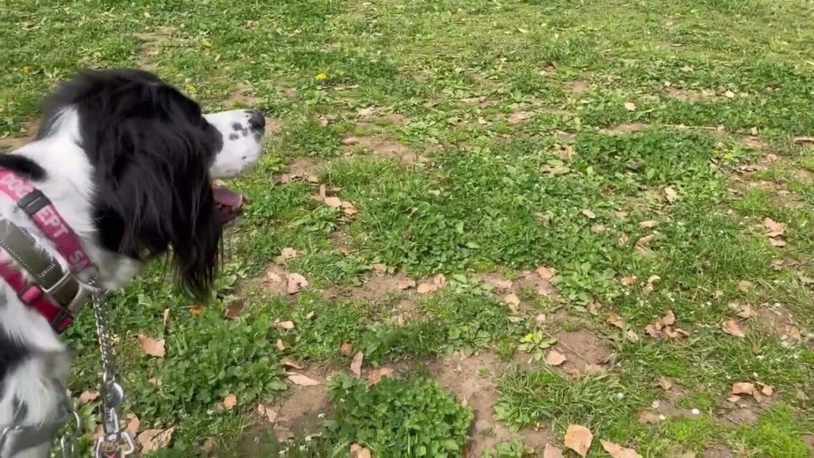 GUNDOG RESCUE CACI セッターグルーヴ鳥猟犬だったんだ！