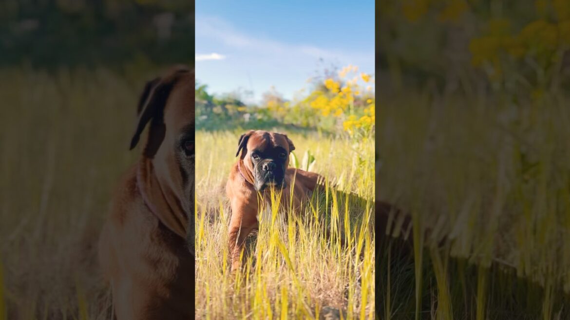 Happy Friday, friends! #happypuppy #relaxing #boxer #boxerdog #doglife