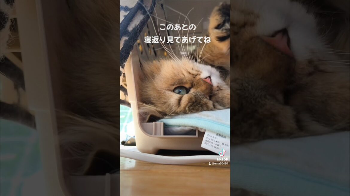 【猫のいる暮らし】#cat 　#ペルシャ 　#猫 　#スコティッシュフォールド