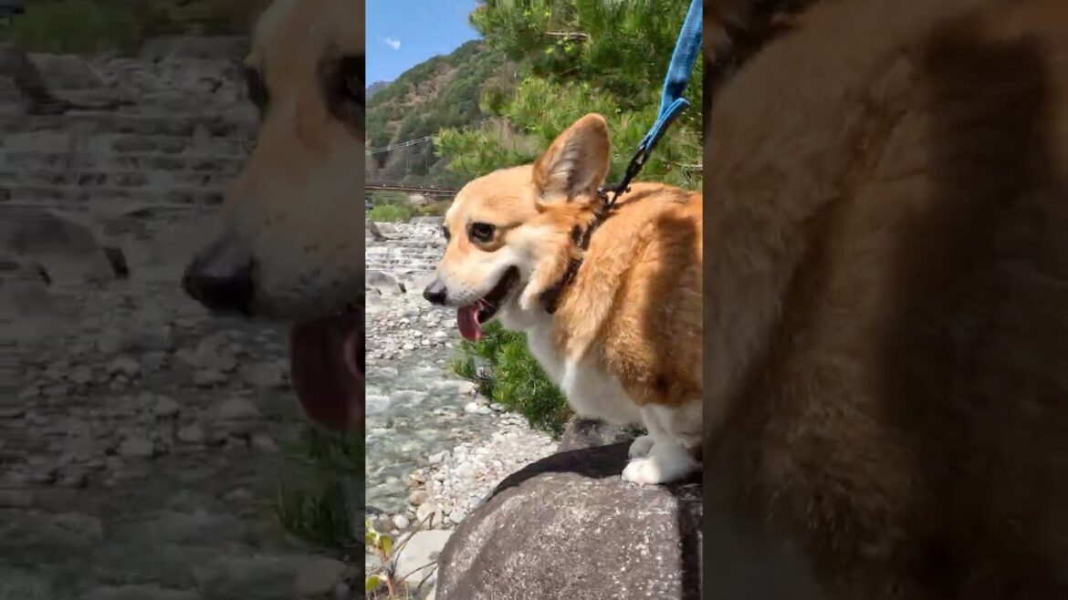 川へ向かって行くコーギー / A corgi went towards the river #コーギー #corgi #サクラ