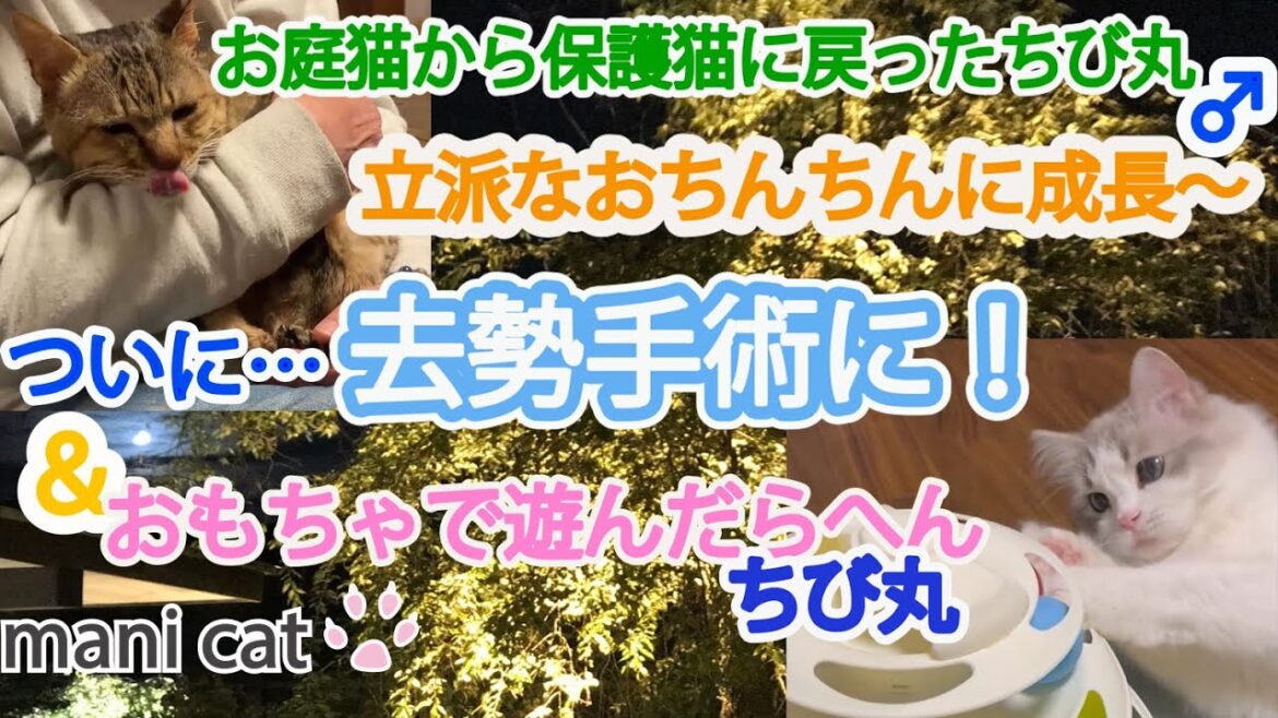 保護猫立派なおちんちんに成長～ついに…去勢手術に！＆おもちゃで遊んだらへんちび丸#猫去勢手術に#ragdoll