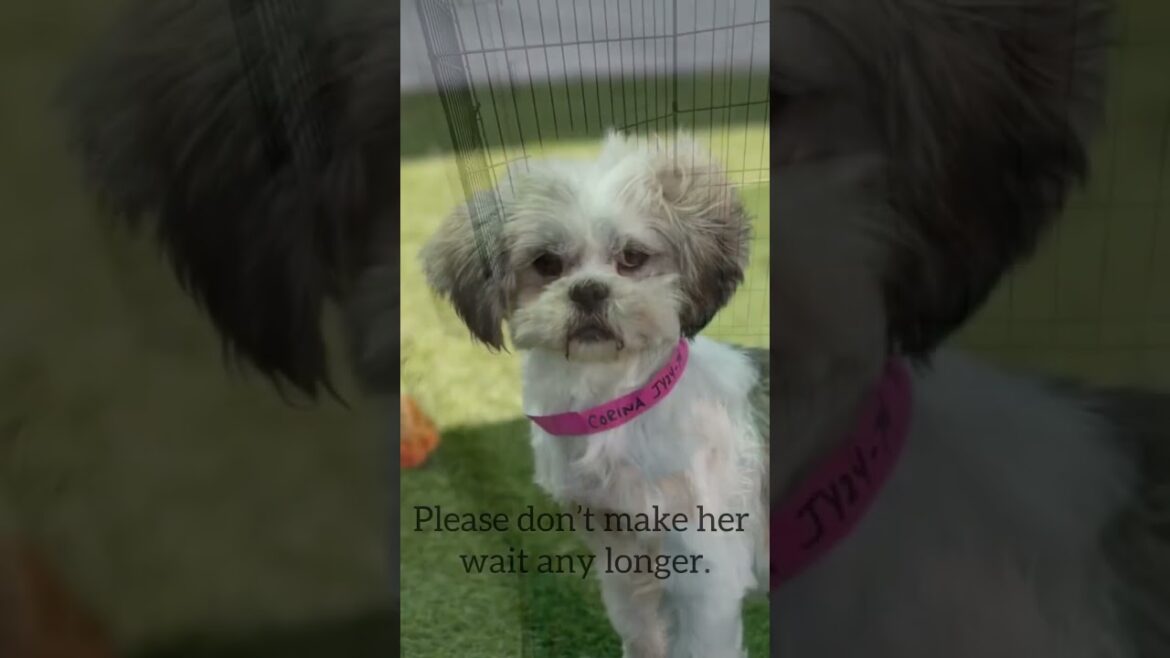 Meet Corina, Our Sweet Lhasa Apso