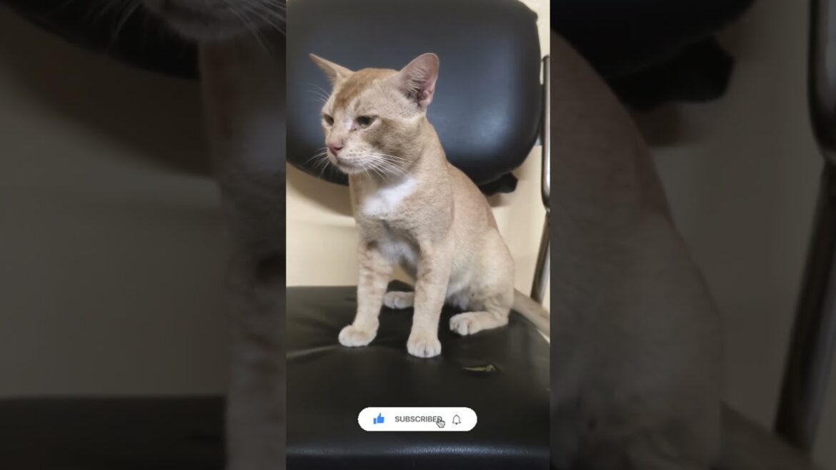 #pets  #shorts #youtubeshorts#trending #youtube #viralvideo #catvideos  #shortvideo
