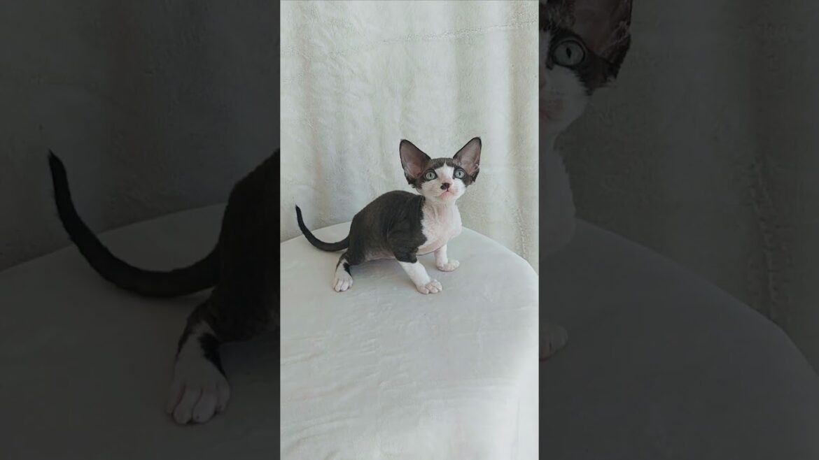 Freddie is a Gorgeous Devon Rex Kitten in a Black and White Fur Coat With Excellent Breeding Data