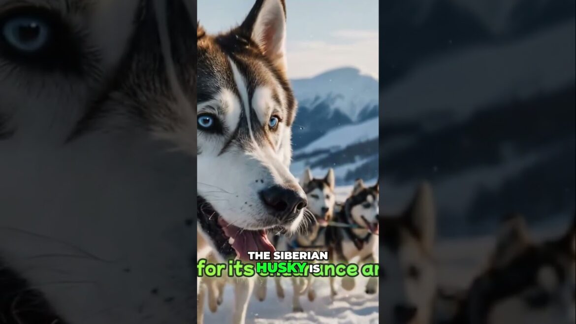 Majestic Dogs: Afghan Hound, Akita & Husky Conquer Stunning Landscapes!