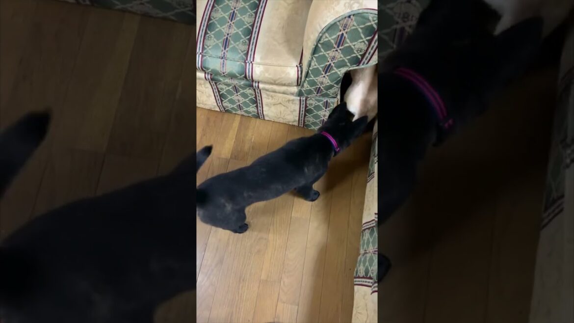 【甲斐犬】悪魔と天使の様な犬たちの追いかけっこ　#shorts #甲斐犬 #子犬 #犬 #日本犬  #卜伝 #ぼくでん
