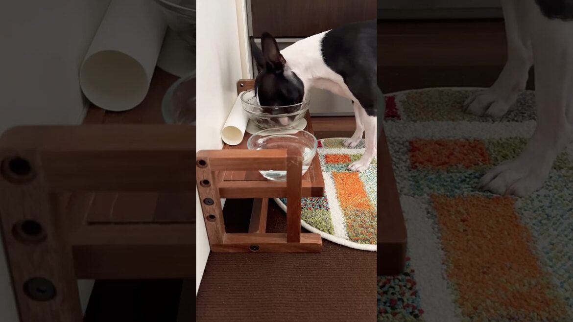 おはよう！メルの朝ごはん #ボストンテリア #ボステリ #bostonterrier