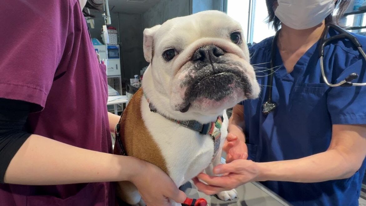 原因不明の痛みに襲われたまるこ…１日2回も病院に行く事になりました…