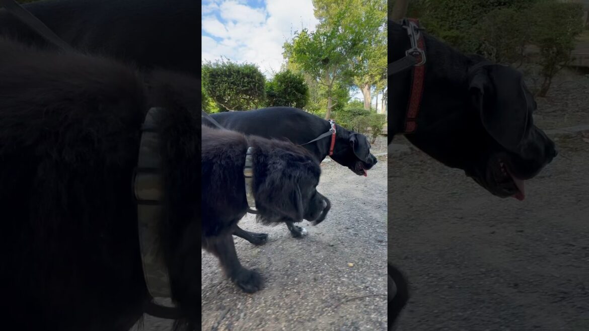ニューファンドランドvsグレートデン お散歩🐕‍🦺❣️🐕‍🦺 超大型犬 大型犬 保護猫 多頭飼育 犬好き 猫好き newfoundlanddog greatdanedog 渡辺ボス