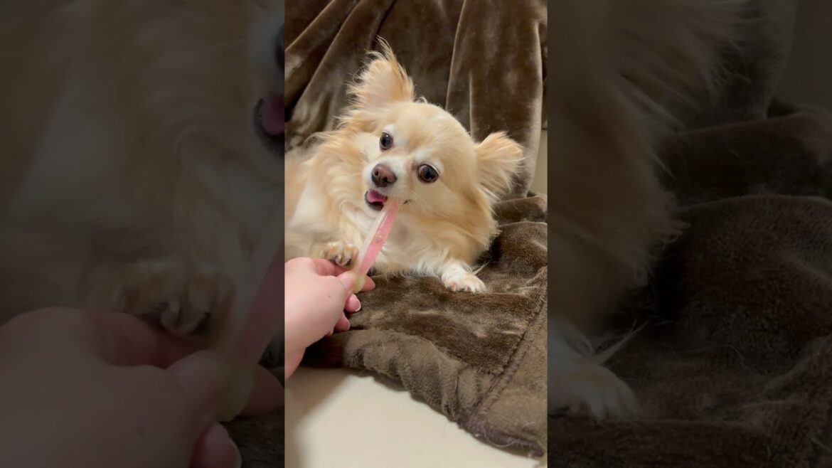 ほねのおもちゃで遊ぶチワワが可愛い #ロングコートチワワ　#犬 #犬好きさんと繋がりたい #犬と猫どっちも飼ってると毎日たのしい #多頭飼い