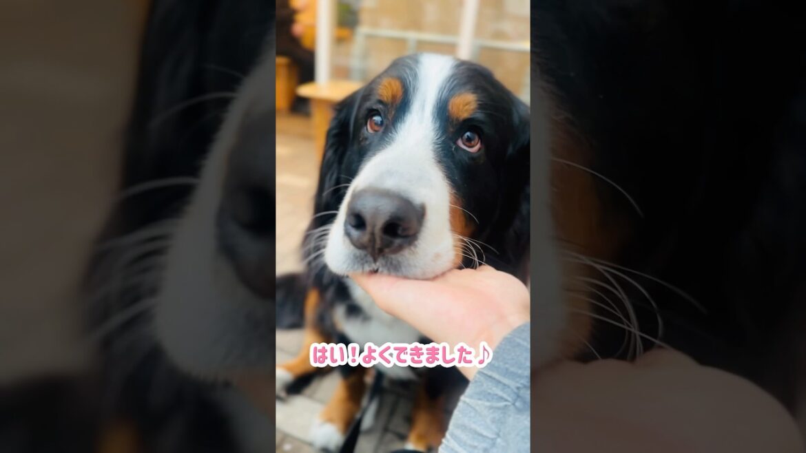 特技の"お手"と"アゴ"を披露したバーニーズ🐾