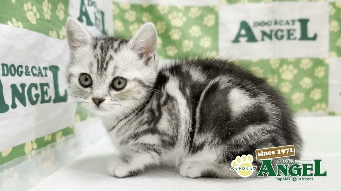 アメリカンショートヘアー 2504090 【ペットショップエンゼル　子犬・子猫販売】
