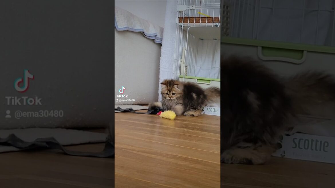 【猫のいる暮らし】#cat #ペルシャ #猫 #スコッティッシュフォールド
