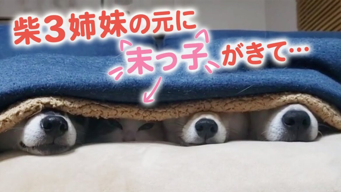 柴犬3姉妹の元へ、末っ子ニャンコがやってきて、激かわ4姉妹の登場だ!|PECO【ナレーション有】 柴犬3姉妹の元へ、末っ子ニャンコがやってきて、激かわ4姉妹の登場だ!|PECO【ナレーション有】