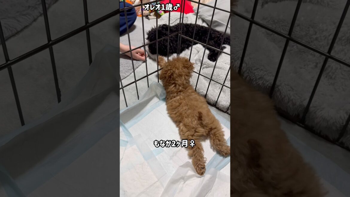 猫用オモチャで② この後オレオに…#トイプードル #toypoodle #可愛い #子犬 #黒プー #犬のいる生活 #癒し